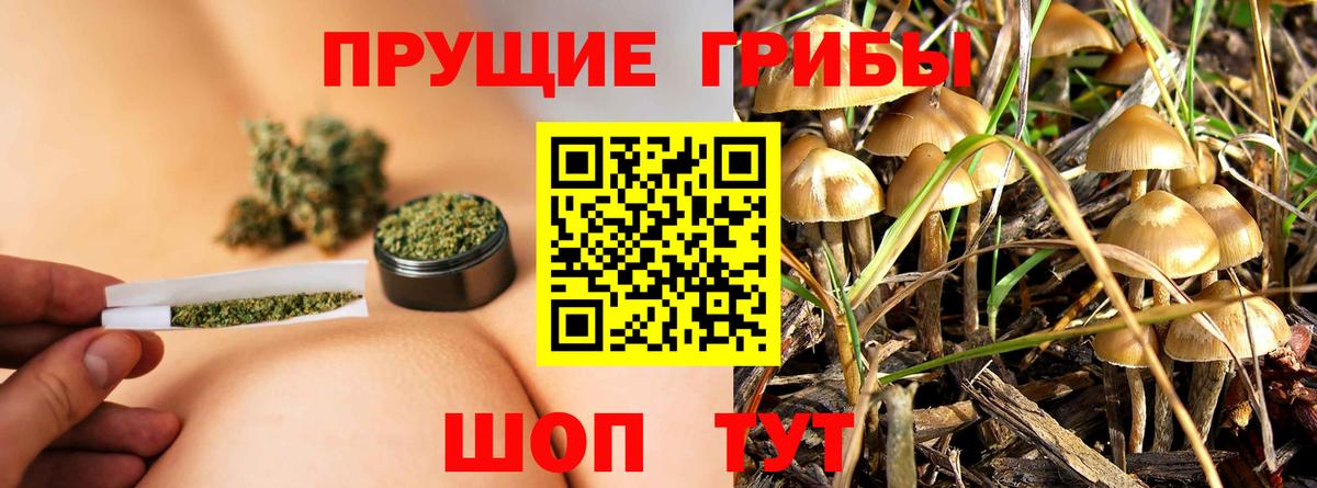 Галлюциногенные грибы Psilocybine cubensis Чехов